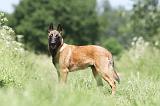 MALINOIS 784